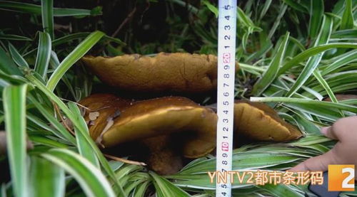 花台惊现15公斤巨型牛肝菌，食用菌菌种进出口迎来新机遇