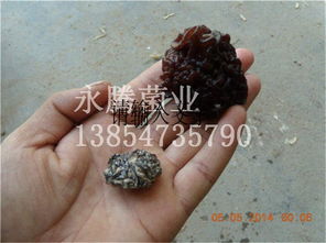 木耳、白木耳与食用菌菌种 从生产到贸易——以鱼台县永腾榆耳销售部为例