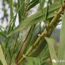 2018年食用菌菌种市场分析 价格、批发与进出口趋势