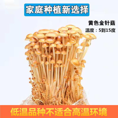 食用菌种进出口 黑平菇与黑木耳的国际化旅途