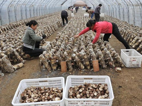 2019年中国食用菌产业回顾 工厂化产能过剩与菌种贸易新格局