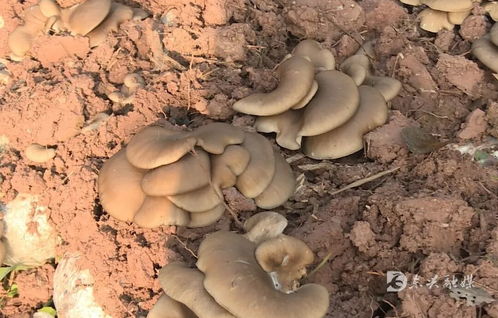 东兴区精准服务护航返乡入乡创业企业发展 以食用菌菌种进出口专项行动解民忧