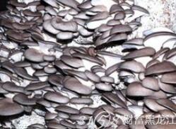 中盛永基 食用菌菌种进出口与加盟商发展分析