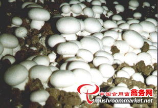 山东食用菌菌种进出口 产业优势、政策机遇与市场前景