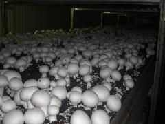 山东食用菌菌种的产业中心 济阳县的进出口贸易与行业发展