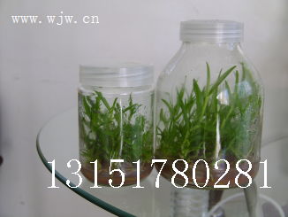 专业玻璃瓶制造助力食用菌产业 从菌种瓶到虫草瓶的全产业链解析