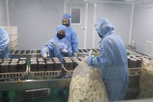 加大研发力度，发展优质食用菌产品，促进菌种进出口繁荣