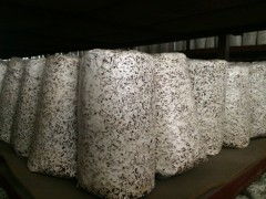 食用菌菌种进出口 全球贸易与产业发展的关键纽带