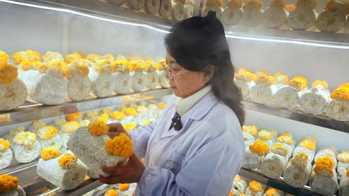 闽宁协作再谱新篇 大武口区“黄金菌”引育与菌种进出口取得阶段性成果